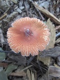 Leucoagaricus rubrotinctus image
