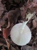 Leucoagaricus rubrotinctus image