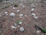 Clavulina coralloides image