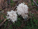 Clavulina coralloides image