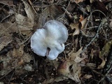 Cortinarius alboviolaceus image