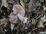 Cortinarius alboviolaceus image