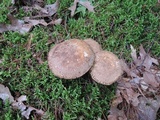 Boletus pallidus image