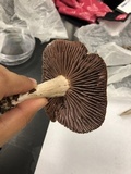 Laccaria ochropurpurea image