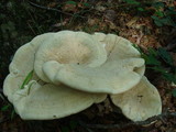 Bondarzewia berkeleyi image