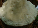 Bondarzewia berkeleyi image