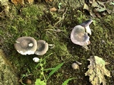 Russula variata image