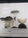 Russula variata image