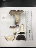 Russula variata image