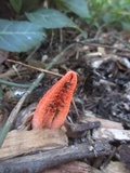 Pseudocolus fusiformis image