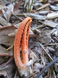 Pseudocolus fusiformis image
