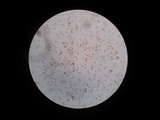 Tetrapyrgos nigripes image