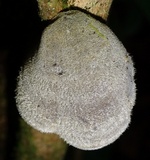 Auricularia nigricans image