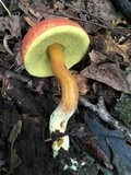 Boletus subfraternus image