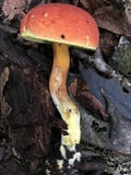 Boletus subfraternus image