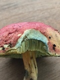 Boletus subfraternus image