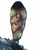 Caloplaca pyracea image