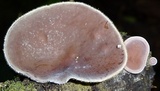 Auricularia nigricans image