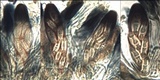 Caloplaca ochracea image