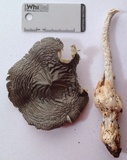Amanita constricta image