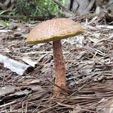 Aureoboletus russellii image