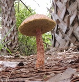 Aureoboletus russellii image