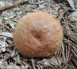 Aureoboletus russellii image