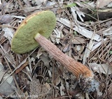 Aureoboletus russellii image