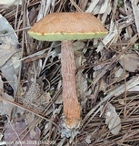 Aureoboletus russellii image
