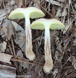 Aureoboletus russellii image