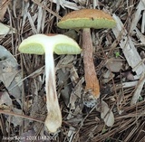 Aureoboletus russellii image