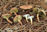 Phylloporopsis boletinoides image