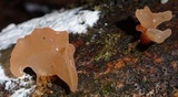 Dacryopinax elegans image