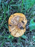Calvatia rubroflava image
