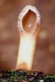 Dacryopinax elegans image