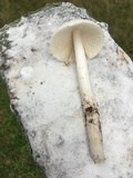 Amanita sect. Vaginatae image