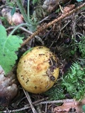 Lactarius scrobiculatus image