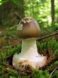 Amanita brunnescens image