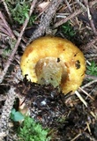 Lactarius scrobiculatus image