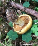 Lactarius scrobiculatus image