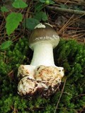 Amanita brunnescens image