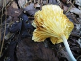 Chrysomphalina strombodes image