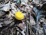 Cortinarius alboluteus image