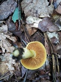 Cortinarius alboluteus image