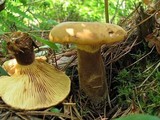 Tapinella atrotomentosa image