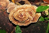 Trametes menziesii image