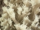 Clavulina coralloides image