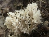 Clavulina coralloides image