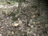 Cortinarius armillatus image