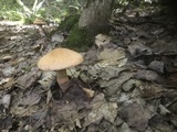 Cortinarius armillatus image